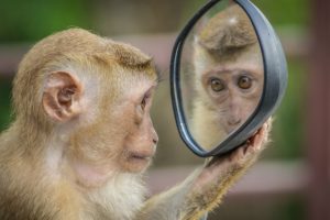 monkey mirror photo